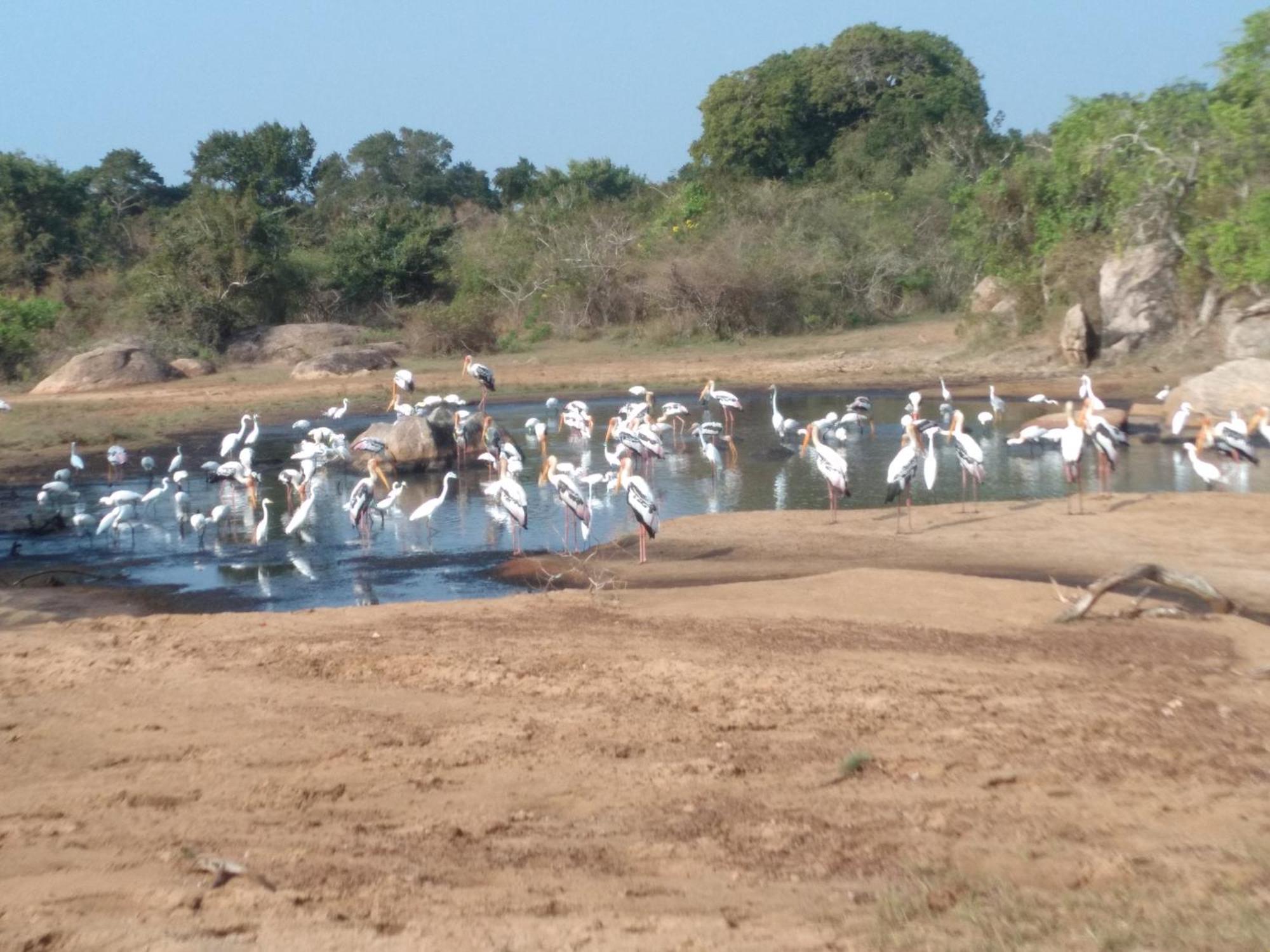 Happy Beach Safari Retreat Hambantota Esterno foto